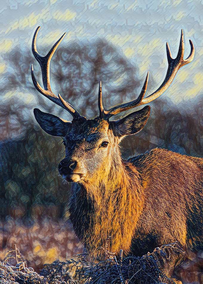Deer