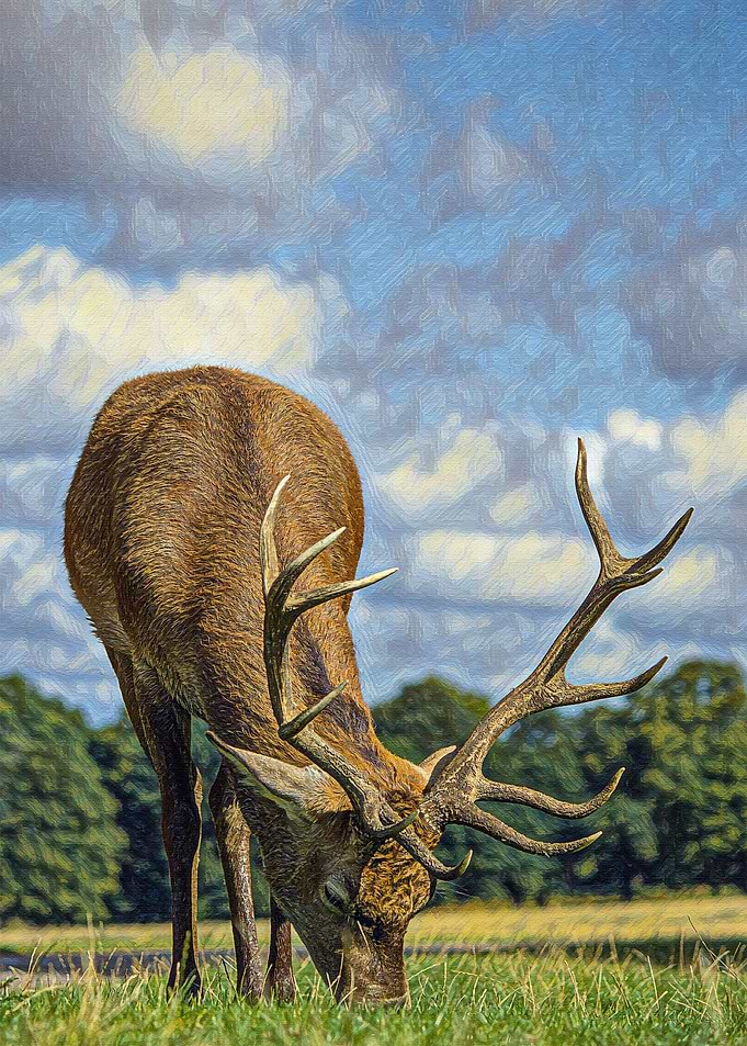 Deer