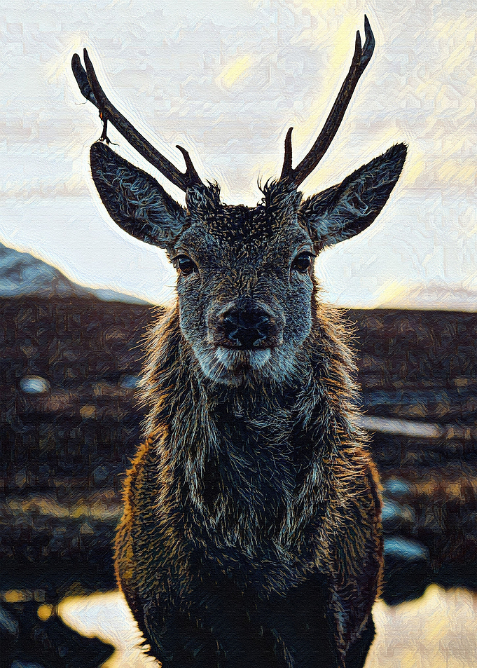 Deer