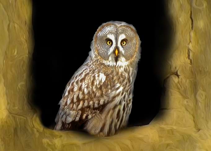 Owl