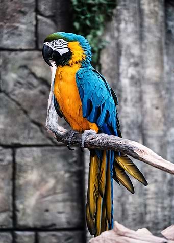Bird