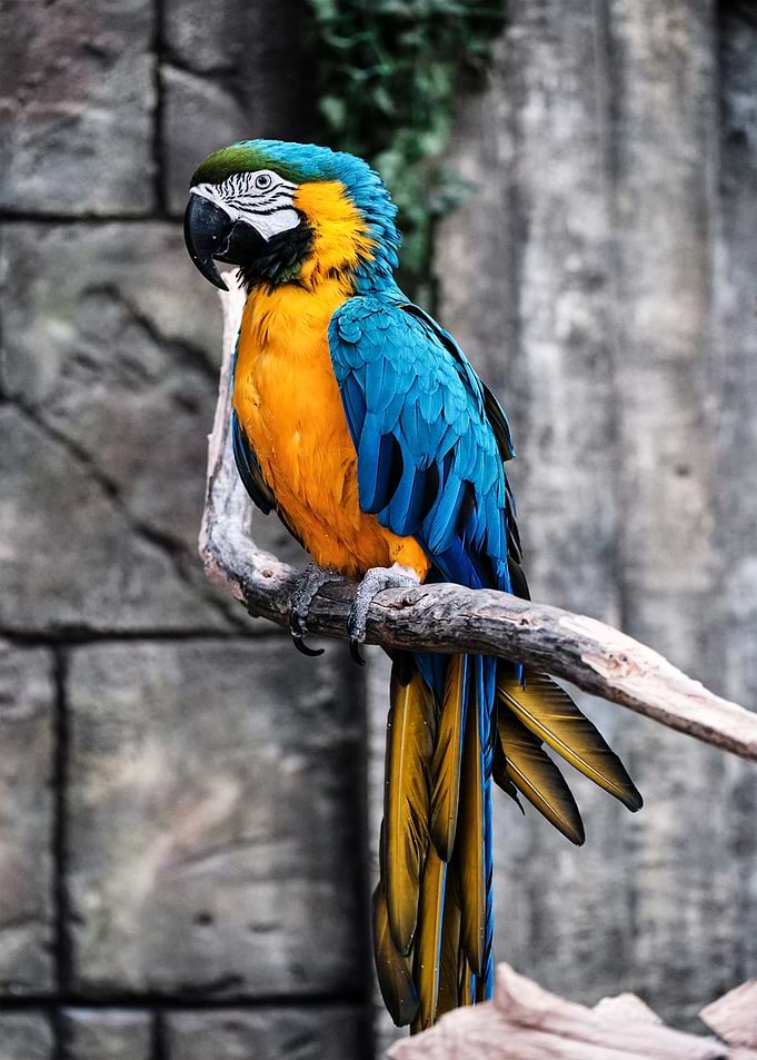 Bird
