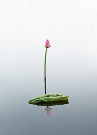 lotus