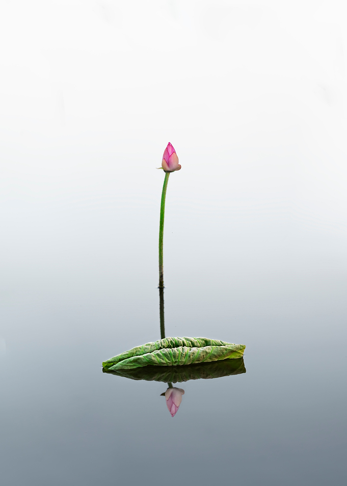 lotus