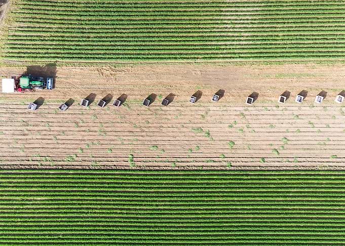Ready For Harvesting