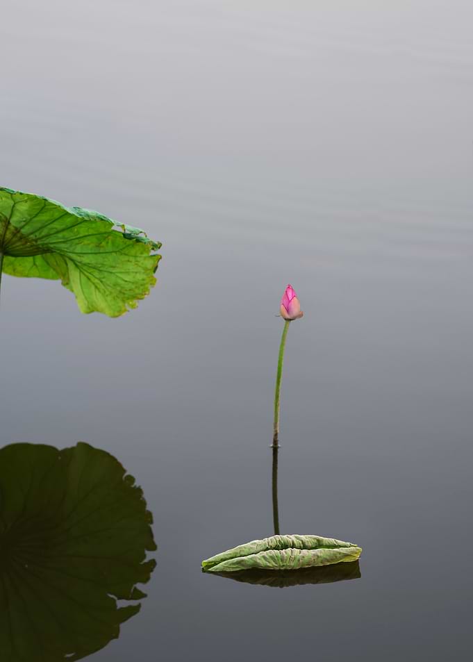 lotus