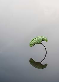 The beautiful lotus leaves