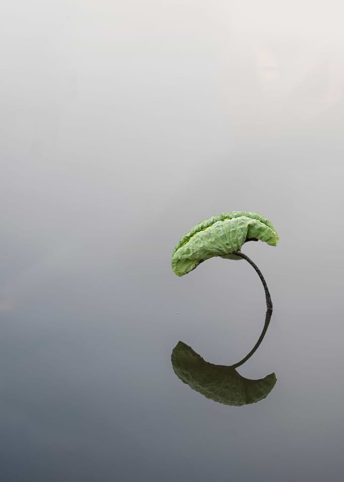 The beautiful lotus leaves