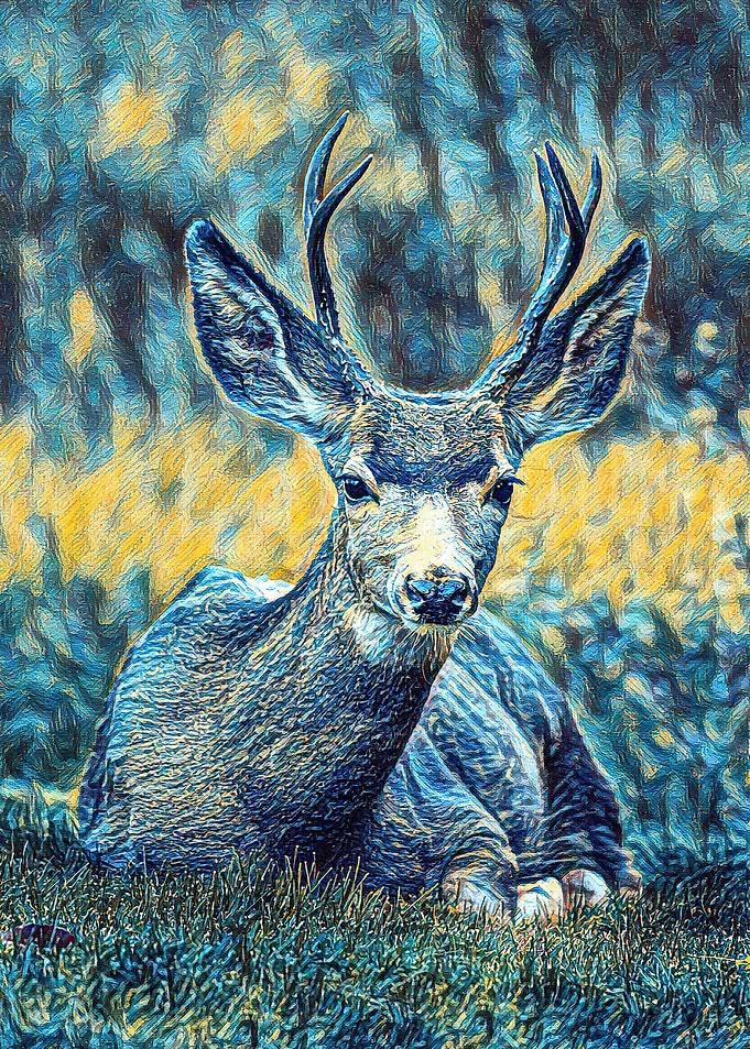 Deer