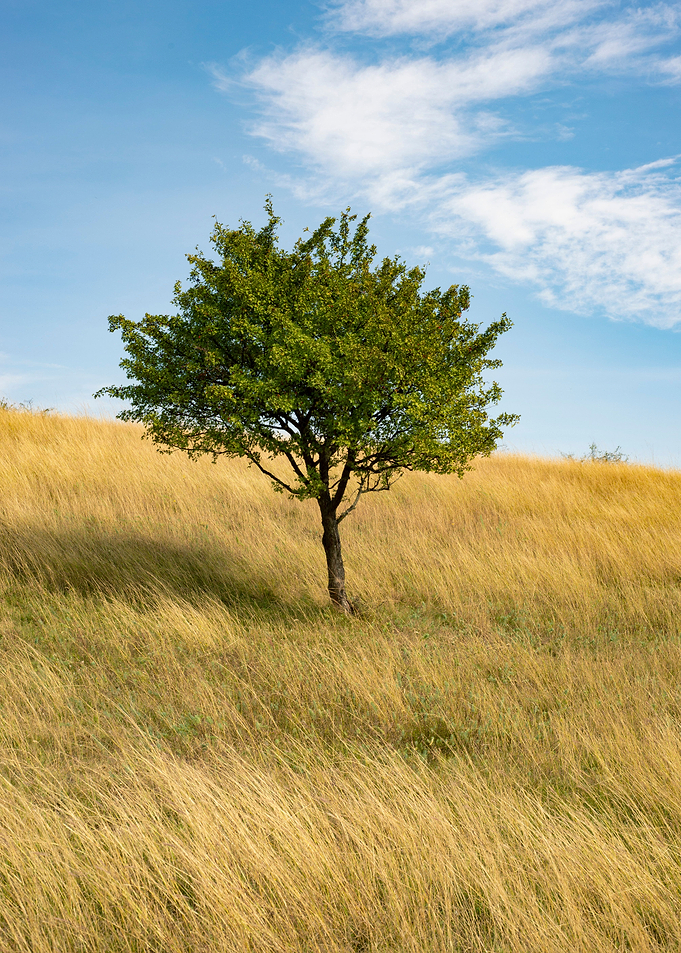 Happy tree