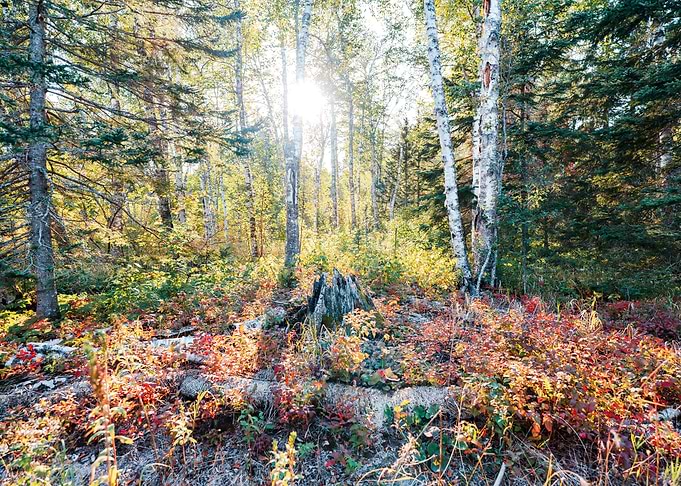 Fall Colors Wide Angle