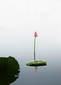 lotus