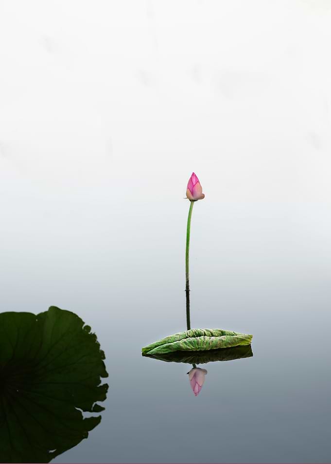lotus