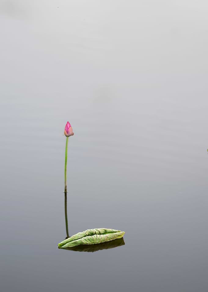 lotus