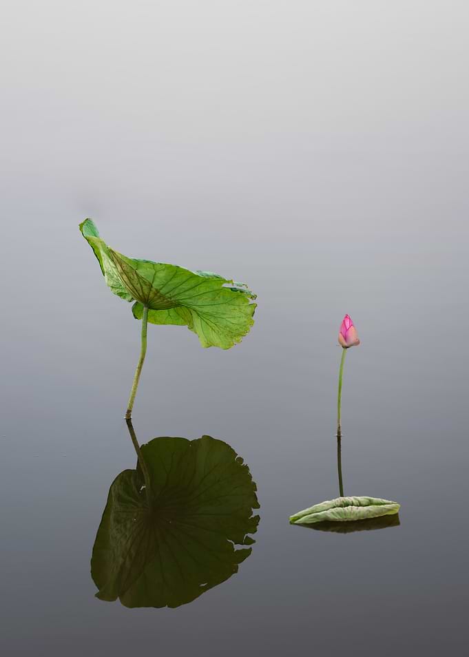 lotus