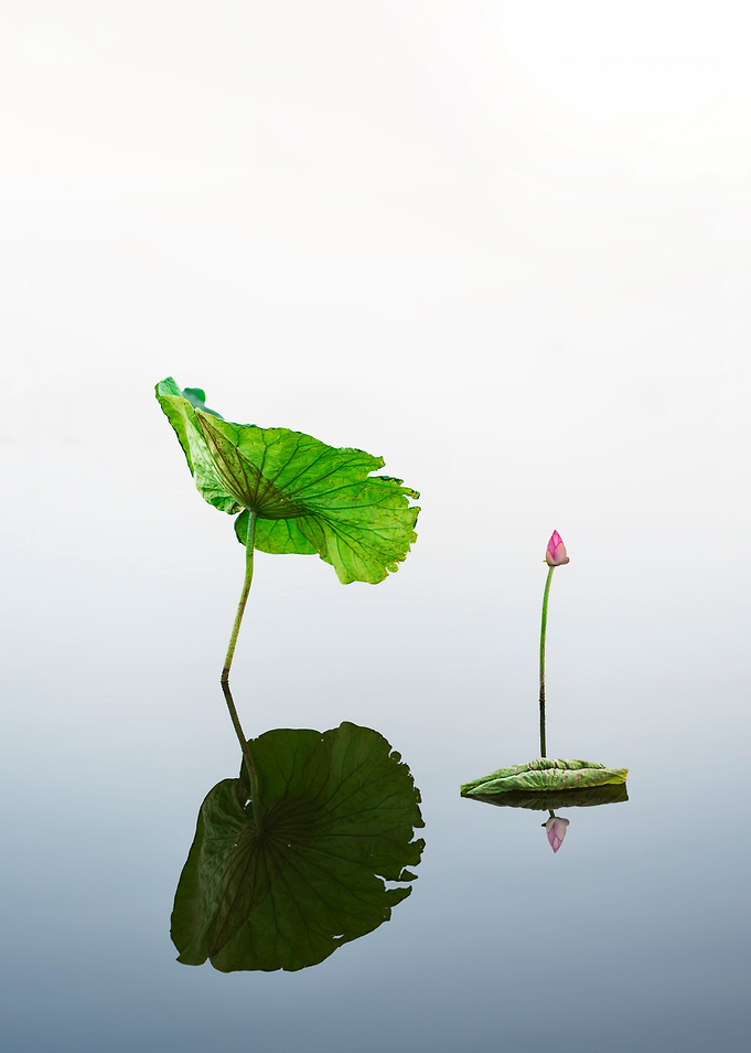 lotus