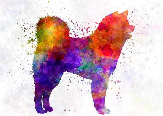 Akita Inu dog