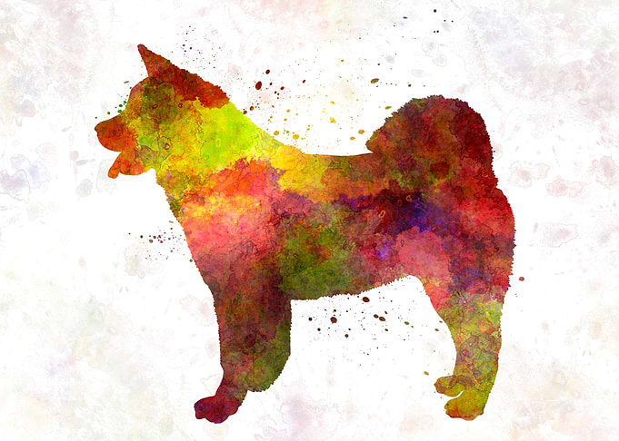 American Akita dog