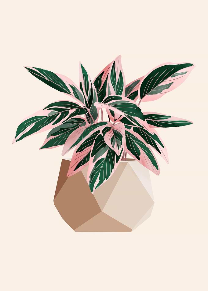 Calathea Stromanthe