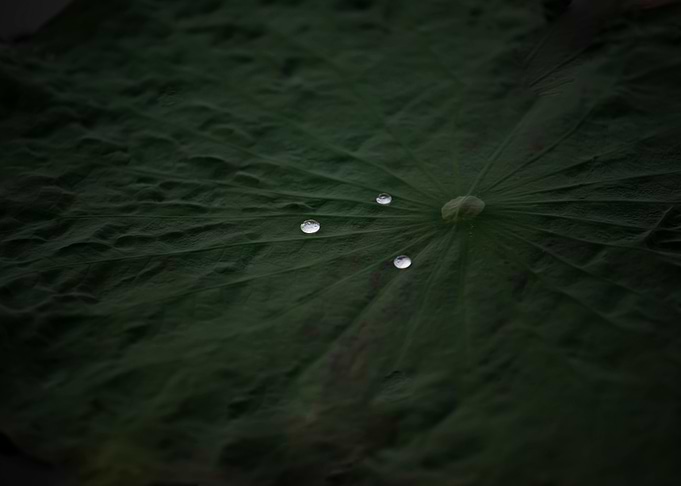 Water droplets on lotus le