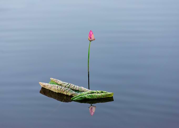 Lotus buds and leaves