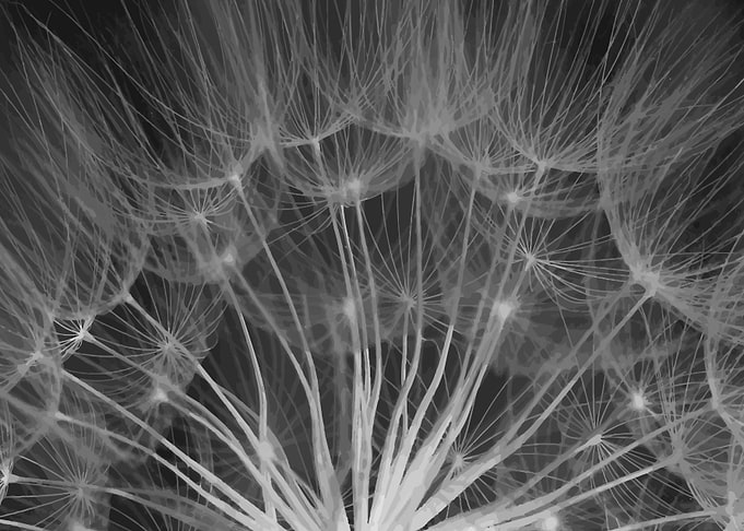 black white organic shapes