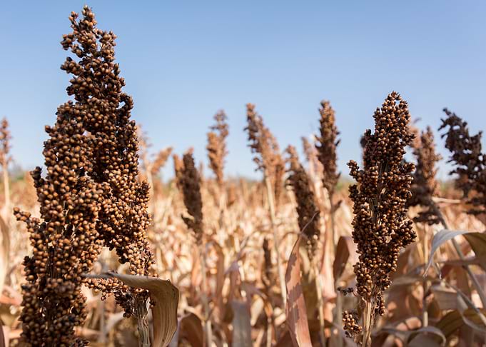 Millet field