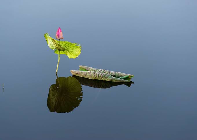 Lotus buds and leaves
