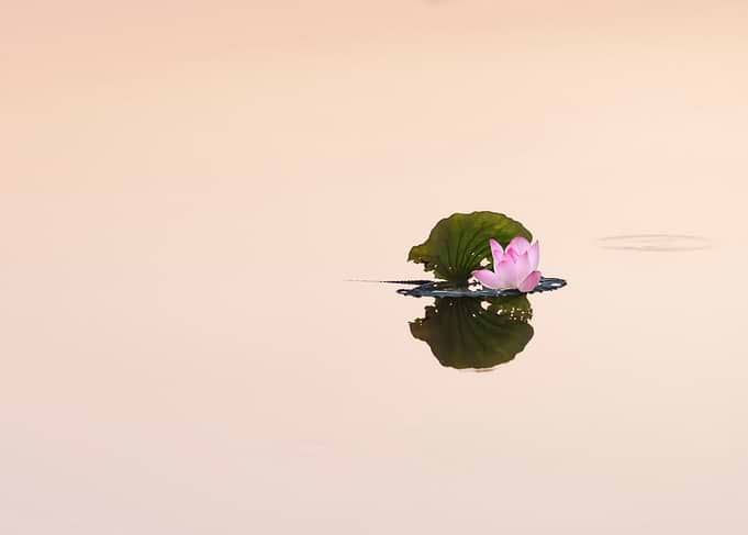 Beautiful lotus flowers