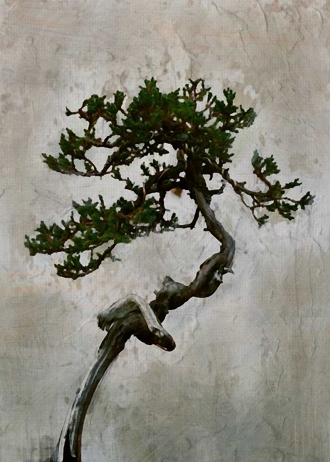 Japanese Bonsai Tree
