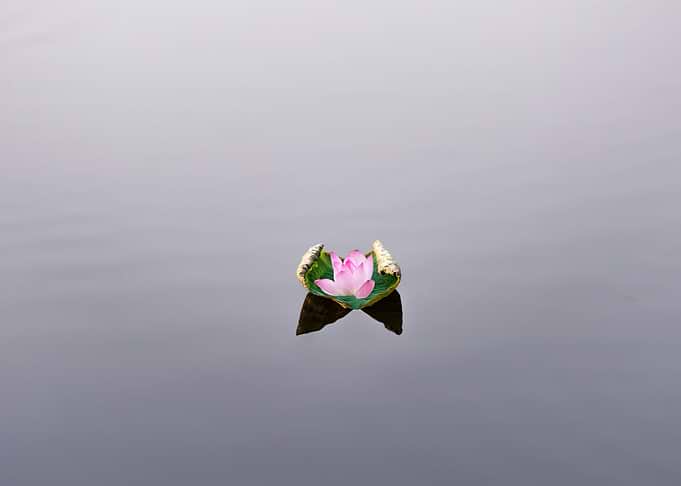 Beautiful lotus flowers