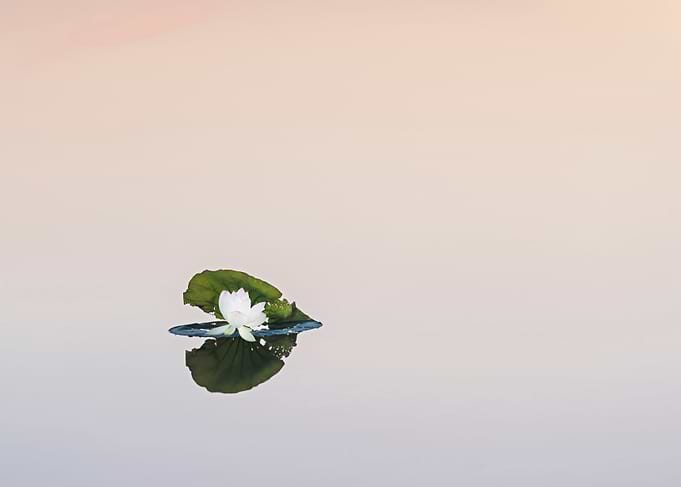 Beautiful lotus flowers