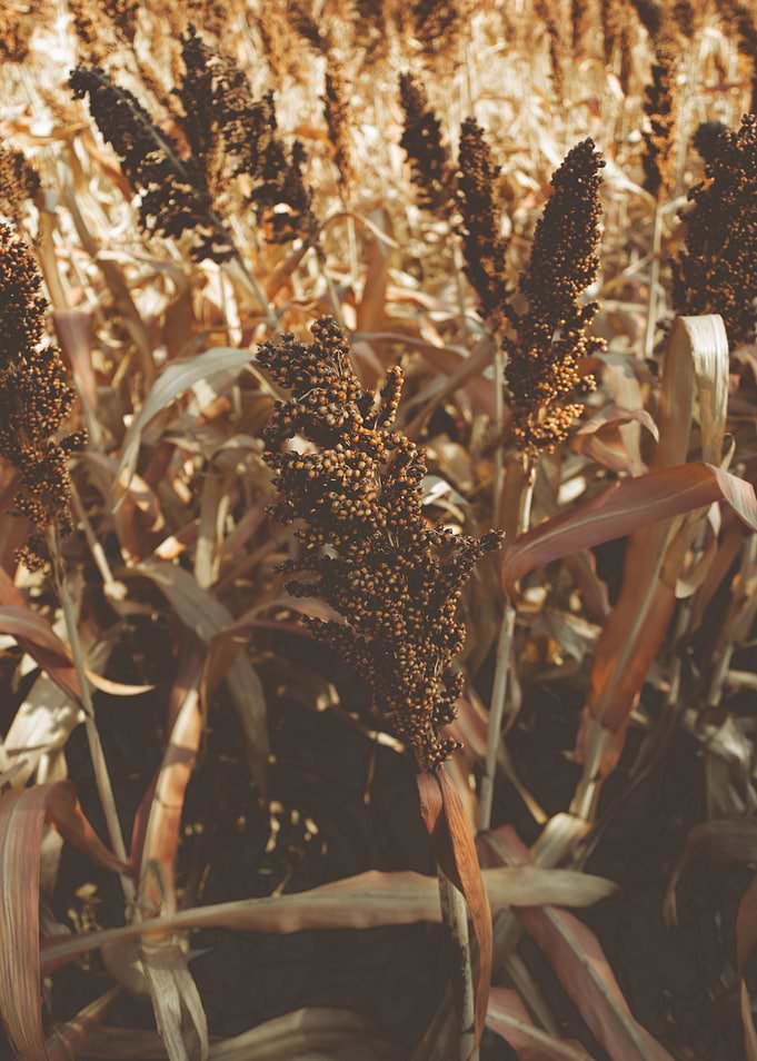 Millet field