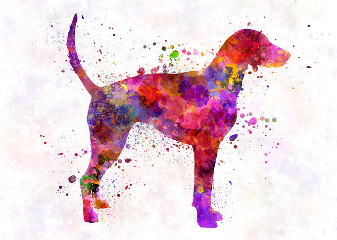 American foxhound