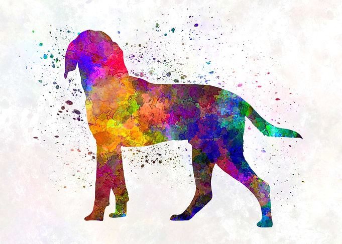 Anglo French Hound