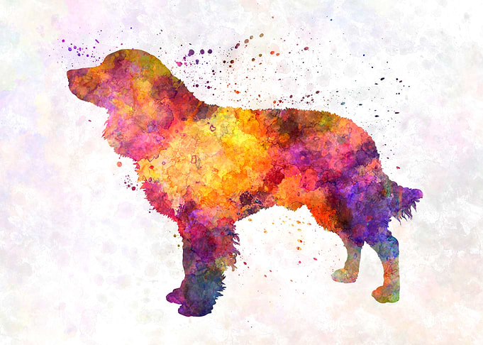 American Water Spaniel