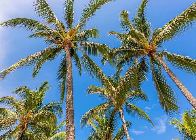 Palm Trees at the beach