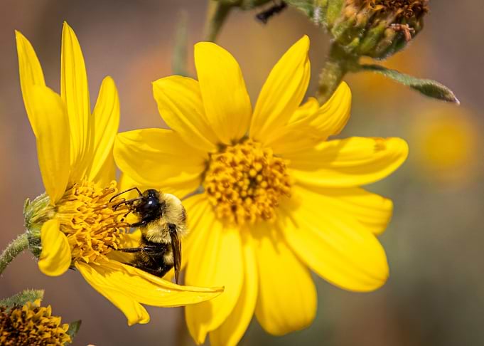 Sunflower Bumble