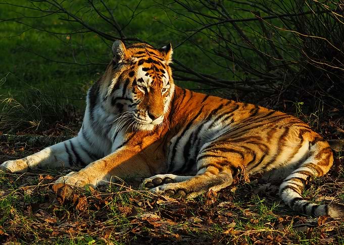Tiger