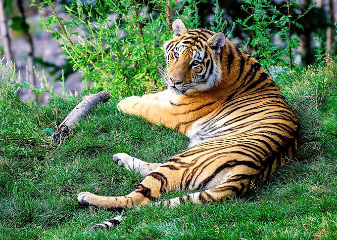 Tiger
