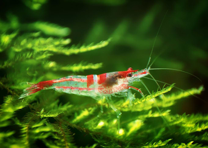 Freshwater Shrimp aquarium