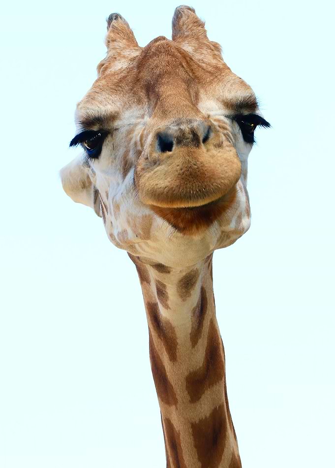 The Giraffe
