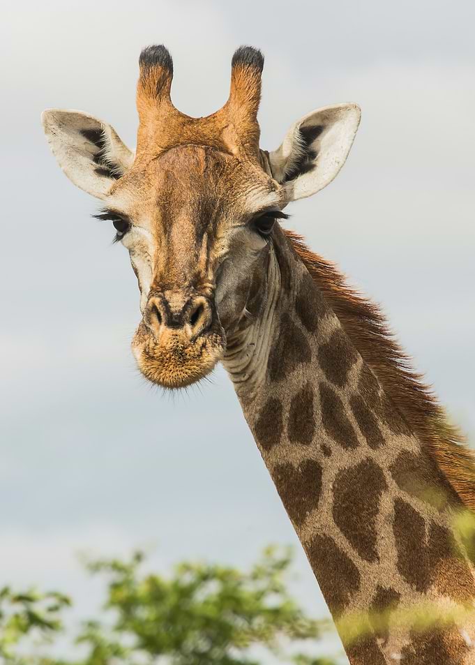 Giraffe