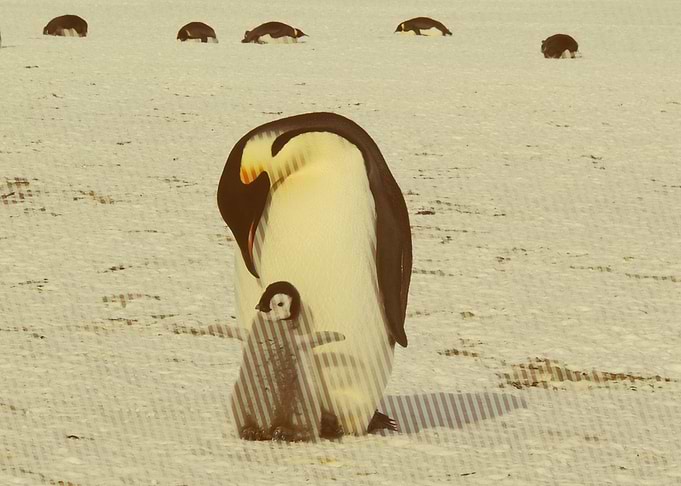 penguins