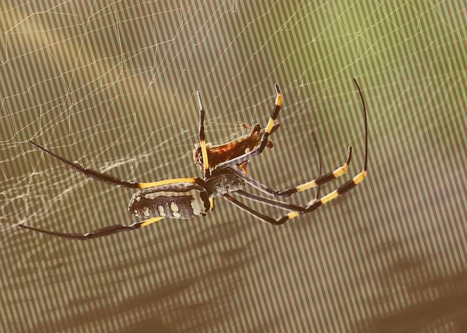 spider