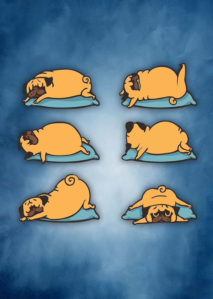 62 Yoga animal 62
