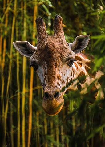The Giraffe