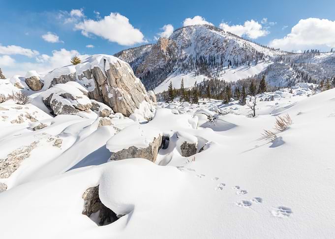 Foot Prints in the Snow