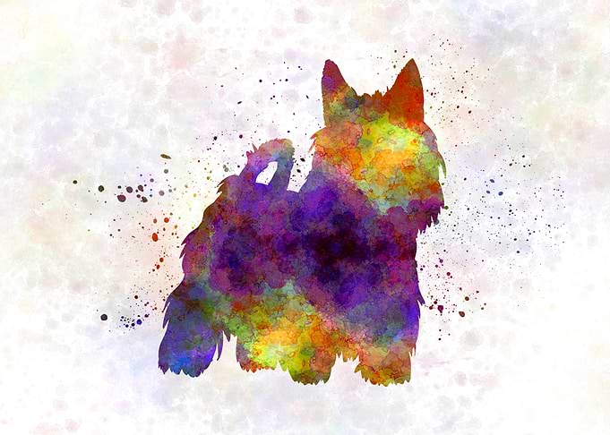 Australian Silky Terrier