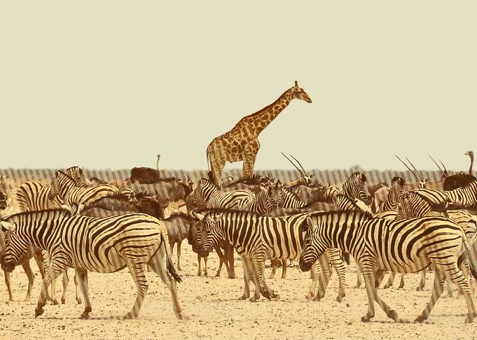 zebra